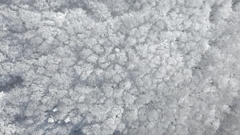 Aerial-Shot-Of-Breathtaking-Winter-Mountain-Landscape,-Trees-Covered-In-Fresh-Snowfall
