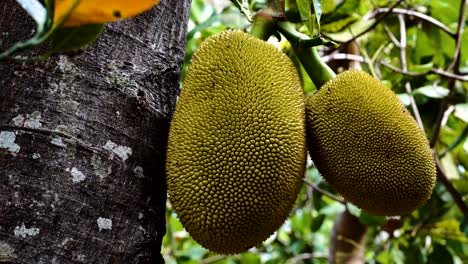 Close-up-shot-tropical-jackfruits-growing-on-tree-in-wildlife-forest-during-daytime