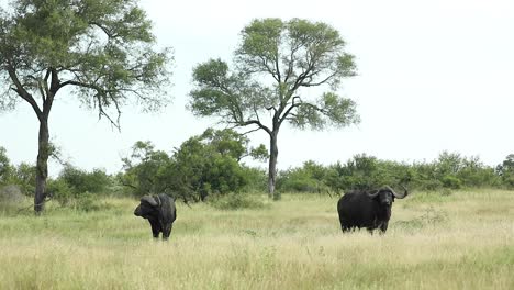 Wide-shot-of-two-Cape-buffalo-bulls-standing-in-the-green-landscape,-Greater-Kruger