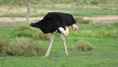A-close-full-body-shot-of-an-Ostrich-feeding-before-walking-out-the-frame,-Kgalagadi-Transfrontier-Park