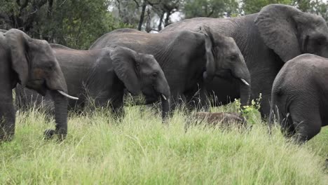 Beautiful-wide-shot-of-a-herd-of-African-elephants-moving-through-the-frame-in-slow-motion,-Greater-Kruger