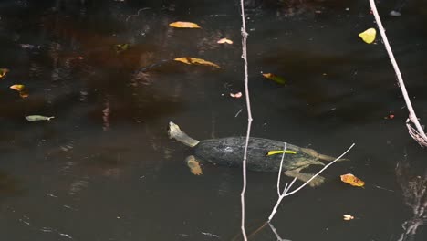Riesige-Asiatische-Sumpfschildkröte,-Heosemys-Grandis,-Ruht-Sich-Am-Nachmittag-Auf-Einem-Baumstamm-Im-Khao-Yai-Nationalpark,-Thailand-Aus