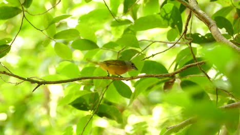 A-small-bird-bill-wiping-and-flying-off-in-Gamboa-Rainforest-Reserve,-Panama,-static-medium-shot