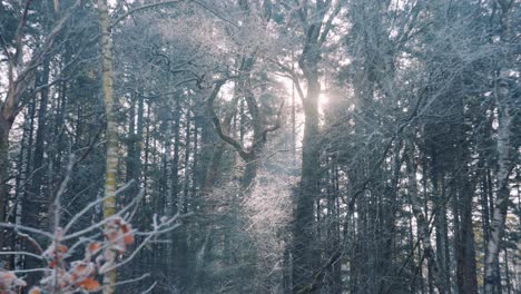 Dicht-Winterwald-überdachte-Sonnenlicht-Bei-Sonnenaufgang