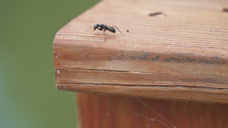 Carpenter-ant-insect--climbing-outdoors-wooden-balcony-railing