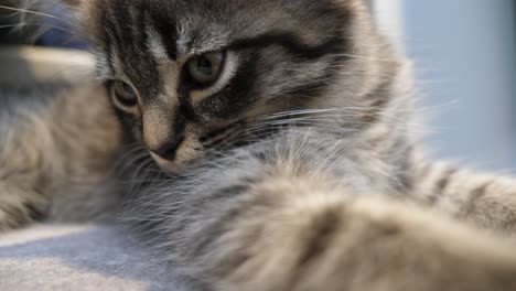 lazy-maincoon-little-kitten-resting-in-front-of-camera-tabby-longhair