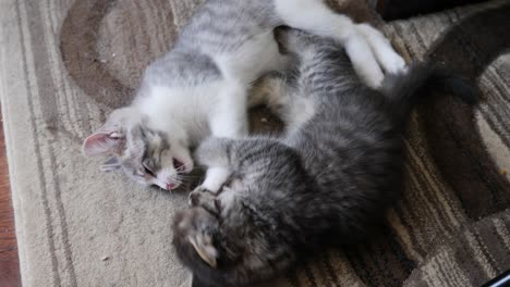 Zwei-Katzen,-Die-Auf-Teppich-Kurzhaar-Und-Tabby-Maincoon-Langhaar-Kämpfen