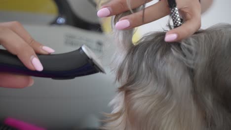 Cutting-hair-near-yorkshire-terrier-butt-in-a-grooming-salon