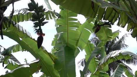 Bananenplantagenpflanze-Mit-Frischer-Brise,-Die-Sanft-Die-Großen-Blätter-Bewegt