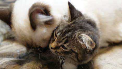 White-adult-parent-ragdoll-cat-licking-small-little-kitten-tabby-maincoon