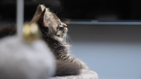 tabby-maincoon-tabby-kitten-resting-on-platform-look-upward-hope