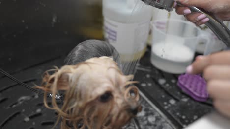 Glücklicher-Yorkshire-Terrier,-Der-In-Einem-Pflegesalon-Duscht