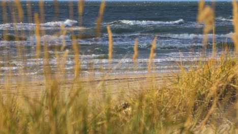 Idyllic-view-of-empty-Baltic-sea-coastline,-dead-yellow-grass-in-foreground,-steep-seashore-dunes-damaged-by-waves,-white-sand-beach,-coastal-erosion,-climate-changes,-medium-shot
