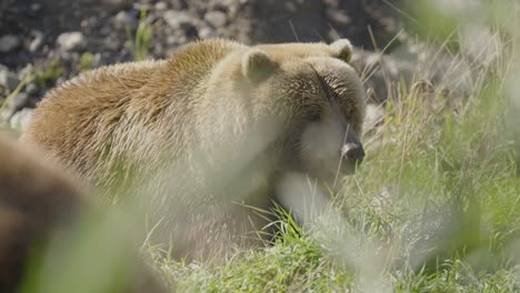 Large-Grizzly-Bear-sat-on-grass,-turns-head-and-sniffs-air