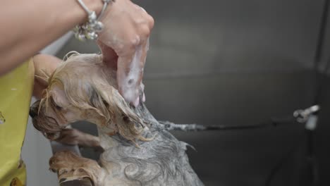Yorkshire-Terrier-Duscht-Mit-Einem-Shampoo,-Hund-Nimmt-Ein-Schaumbad-Im-Pflegesalon