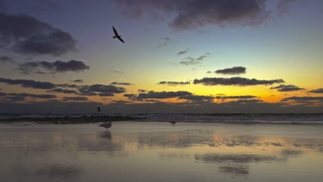 A-pair-of-seagulls-sit-and-some-are-flying-over-a-beach-at-the-beautiful-evening-in-summer