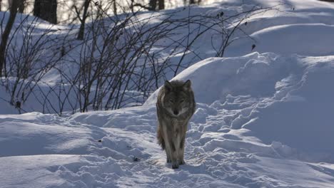 Coyote-Patrouilliert-Winterpfad-Slomo