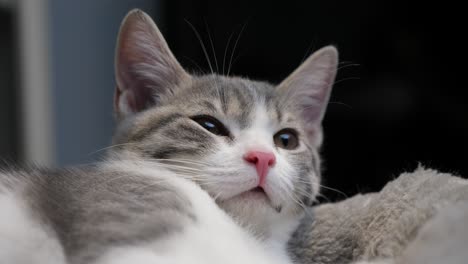 cute-lovely-little-small-silver-shorthair-kitten-cat-got-waken-up-sleepy