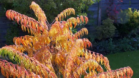 Orange-Acer-Japanese-Maple-blows-in-the-wind-in-Autumn-Sun-4