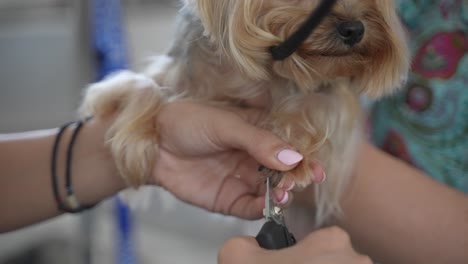 Clipping-nails-of-a-small-yorkie-in-a-grooming-salon-for-dogs
