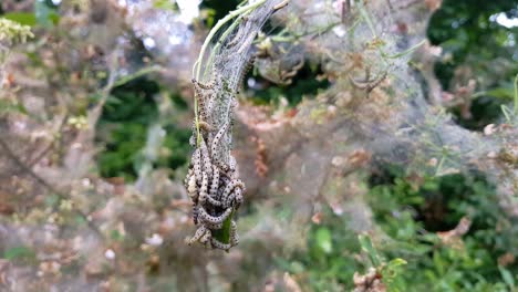 Nesting-web-of-ermine-moth-caterpillars,-yponomeutidae,-hanging-from-the-branches-of-a-tree
