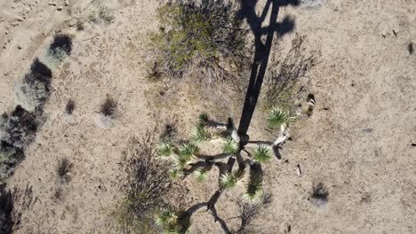 Drohnenaufnahme-Von-Oben-Nach-Unten-Eines-Kaktusbaums-Im-Joshua-Tree-National-Park-In-Kalifornien