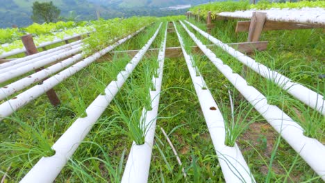 Video-of-Natural-organic-vegetables-and-plants-grow-in-smart-farm-or-greenhouse,-Growing-onion-at-home-in-plastic-pipes,-healthy-and-proper-nutrition,-biological-research-and-explore