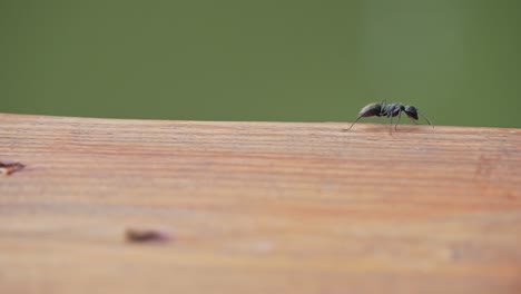 Black-carpenter-ant-climbing-wood-analyzing-wooden-surface,-outdoors