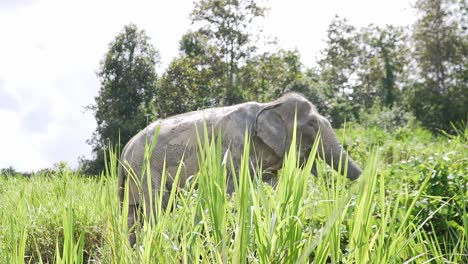 Wild-elephant-walking-in-tall-grass