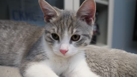 macro-front-face-headshot-silver-little-kitten-cat-cute-kitty-close-up