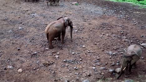 Kameraschwenk-Mit-Einer-Familie-Afrikanischer-Elefanten-In-Kenia,-Afrika
