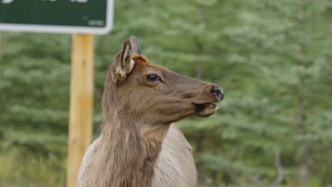 Female-Elk-on-roadside-chews-and-looks-to-the-right-as-camera-approaches-slowly