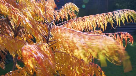 Orange-Acer-Japanese-Maple-blows-in-the-wind-in-Autumn-Sun-1