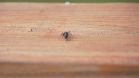 Black-carpenter-ant-analyzing-outdoors-wood-near-lake