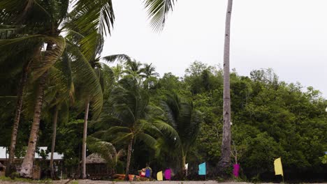 Kokospalmen-Und-Bunte-Ammern,-Die-Vom-Wind-Am-Strand-Auf-Den-Philippinen-Verweht-Werden