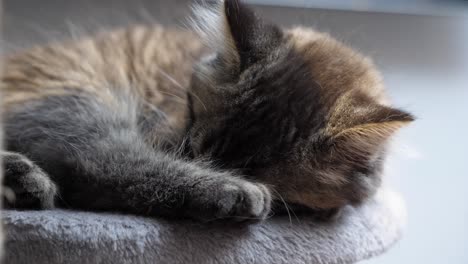 little-tabby-maincoon-cat-kitten-sleeping-peacefully-on-platform