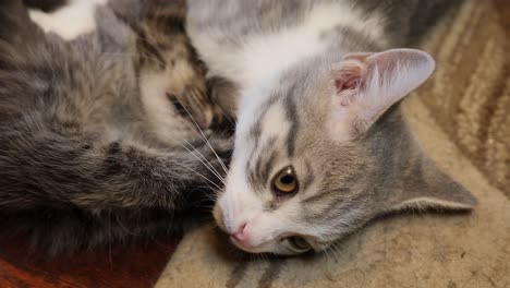 Cute-little-kitten-silver-mainecoon-cats-fighting-on-floor