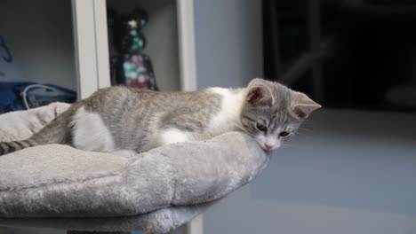 silver-little-shorthair-kitten-cat-resting-on-cattree