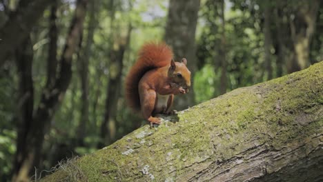 Süßes-Rotes-Eichhörnchen-Auf-Einem-Baum,-Der-Nüsse,-Tiere-Und-Natur-Isst,-Nervös
