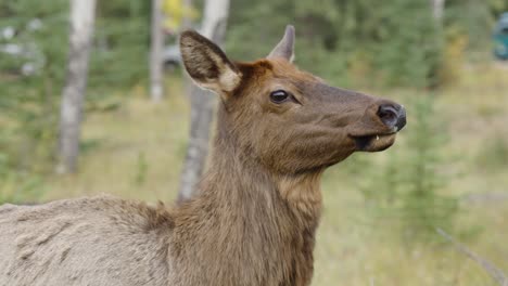 Female-Elk-close-up-passing-shot-in-slow-motion-as-elk-turns-head-with-camera-zooms
