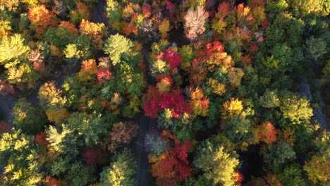 Aerial-of-vast-colorful-and-vibrant-autumn-fall-forest-covered-in-green,-yellow,-and-red-trees-with-a-road-peaking-though-between-the-woodlands-flying-closer-to-a-family-camping