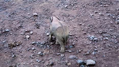 Kamerafahrt-Eines-Elefanten,-Der-Seine-Jungen-In-Kenia,-Aberdare-Nationalpark,-Säugt