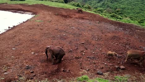 Kameraschwenk,-Der-Eine-Elefantenherde-Zeigt,-Die-Ein-Wasserloch-In-Kenia-Erkundet