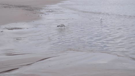 Starfish-Caught-In-The-Beak-Of-A-Seagull-In-The-Belgian-Coast---wide,-slow-motion