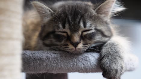 cute-lovely-lazy-little-maincoon-cat-kitten-sleeping-peacefully-on-cattree-longhair