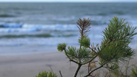 Idyllic-view-of-empty-Baltic-sea-coastline,-green-small-pine-tree-in-foreground,-steep-seashore-dunes-damaged-by-waves,-white-sand-beach,-coastal-erosion,-climate-changes,-closeup