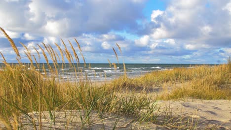 Idyllic-view-of-empty-Baltic-sea-coastline,-yellow-grass-in-foreground,-steep-seashore-dunes-damaged-by-waves,-white-sand-beach,-coastal-erosion,-climate-changes,-wide-shot