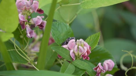 Potato-Bean-Apios-Americana-Ground-nut-superfood-with-leaf-cutter-Bee