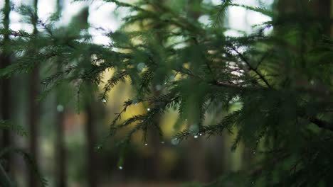 Waterdrops-at-a-pinetree-in-a-beautiful-green-german-forest