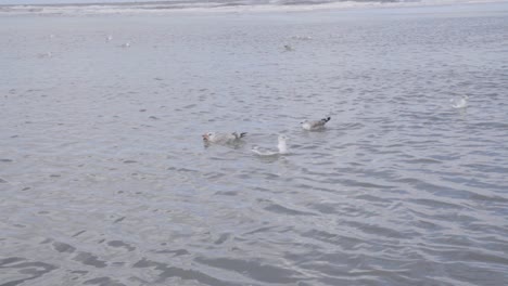 Seagulls-Floating-In-Ocean-Water,-North-Sea,-Belgian-Coast---wide,-slow-motion